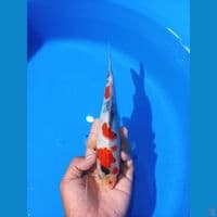 kindai showa 25cm Male