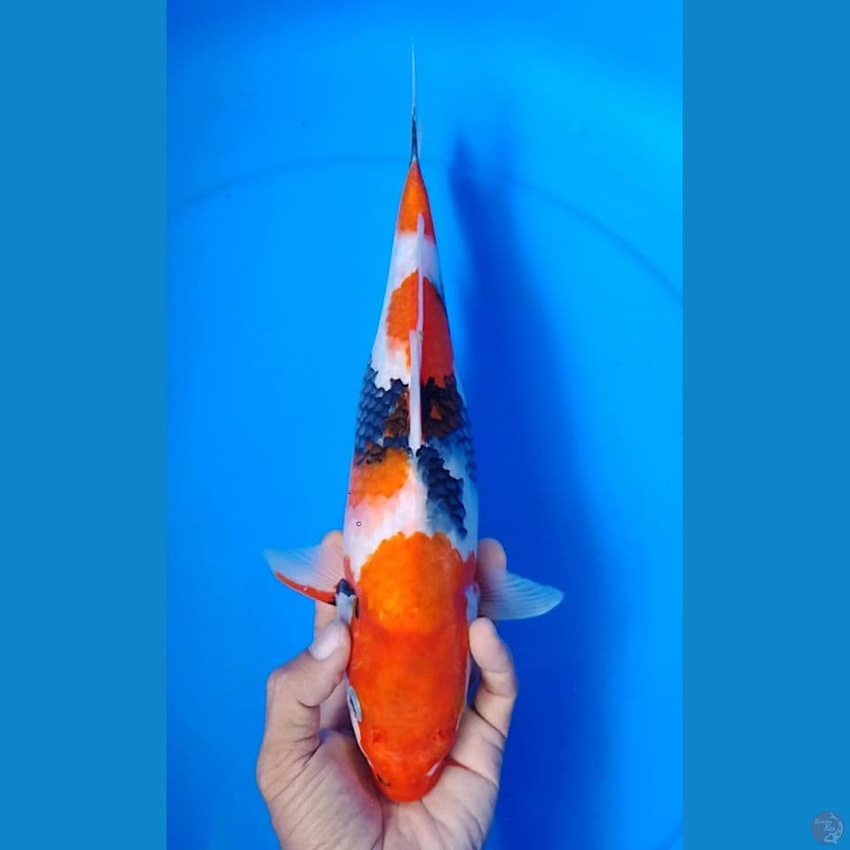 showa size : 32cm