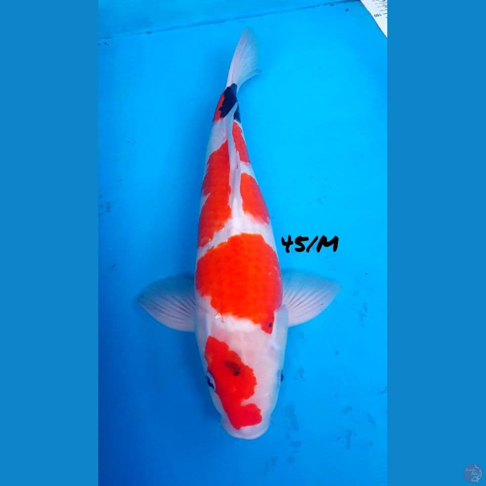45/Male SHOWA Pola Bagus