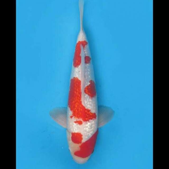 37cm Male - F1 Kohaku Full Ginrin 