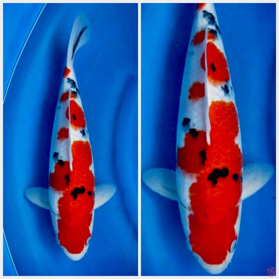 Sanke F1 Sakai 41cm male 
