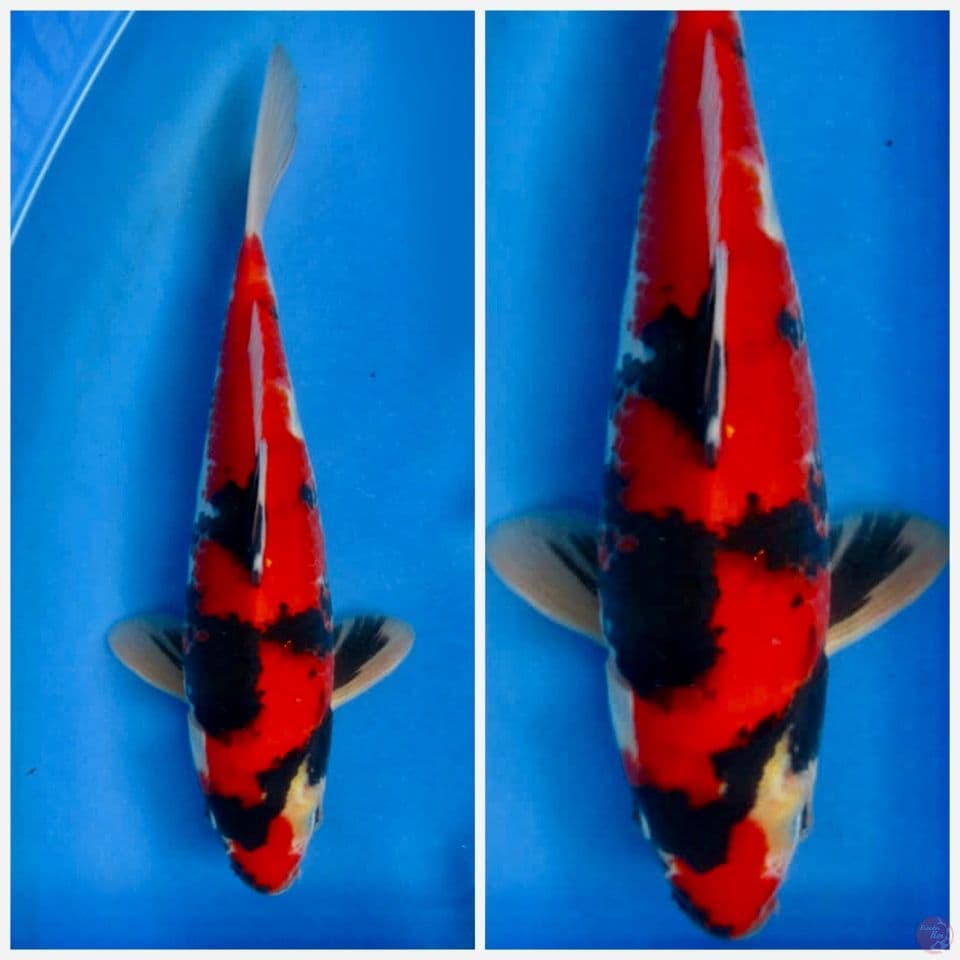Red showa tategoi F1 sakai 30cm male