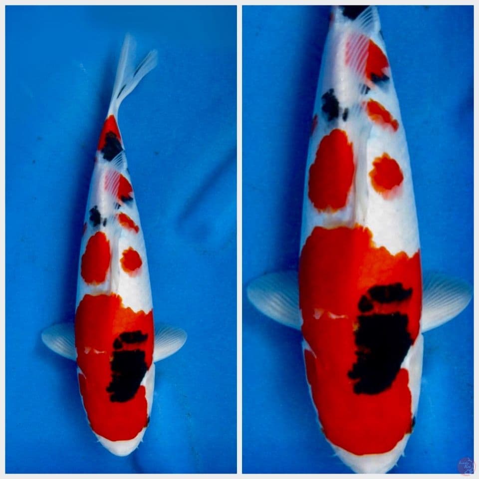 Sanke F1 sakai 34cm male 