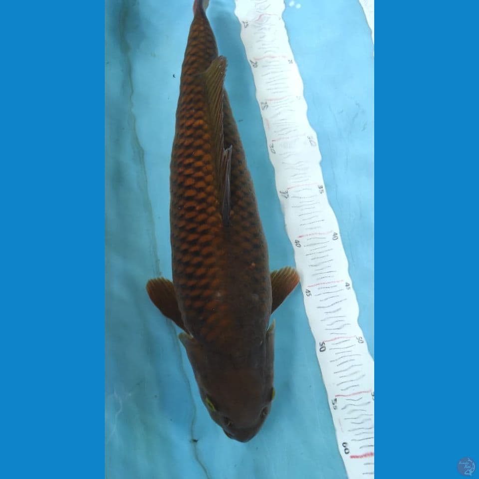 chagoi 45cm