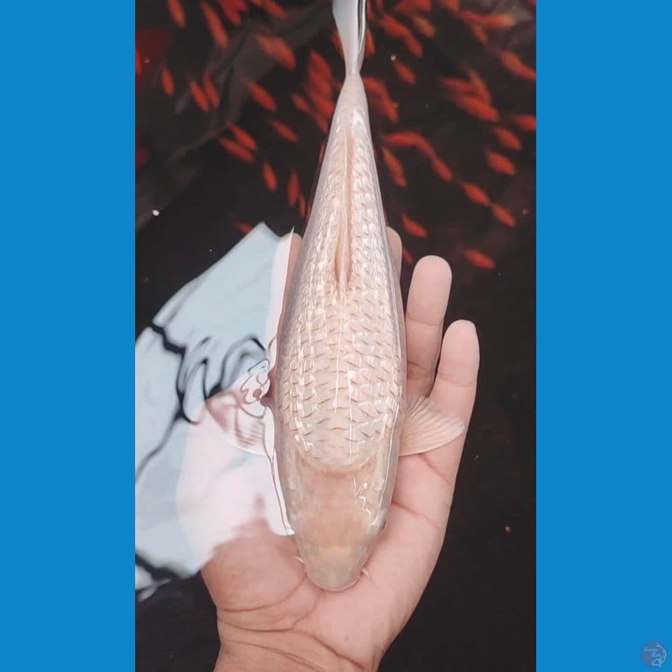 soramel ginrin 25bu red eye