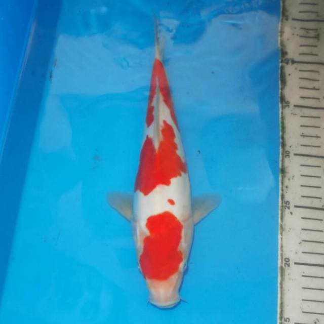 KOHAKU JINAK