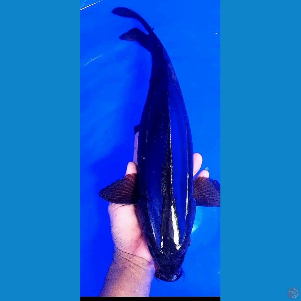 43 cm karasugoi fm