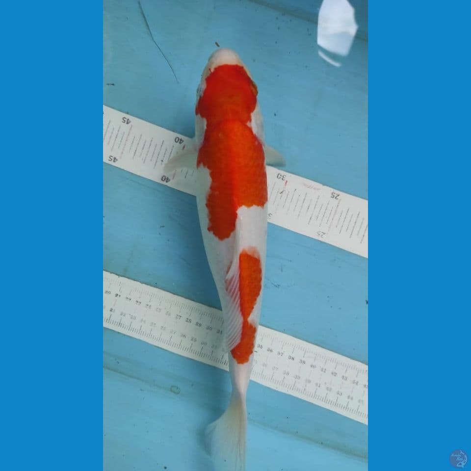 kohaku 35cm