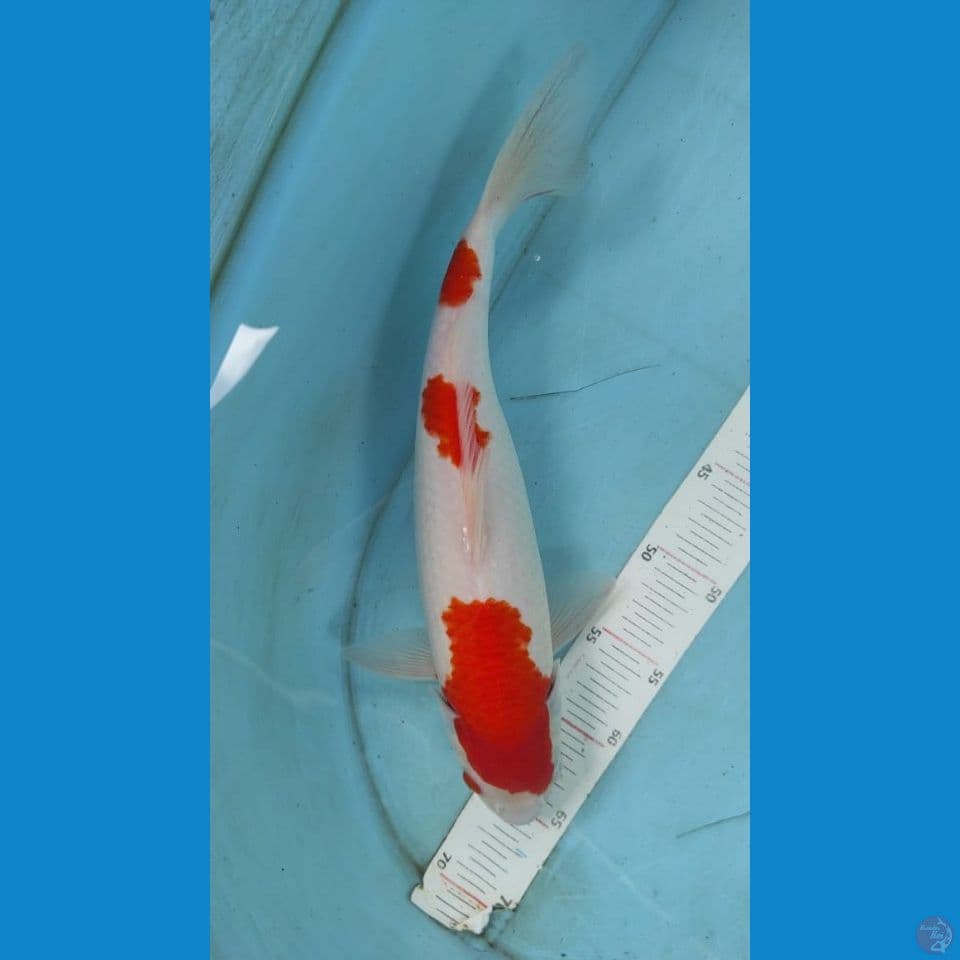 kohaku 35 cm