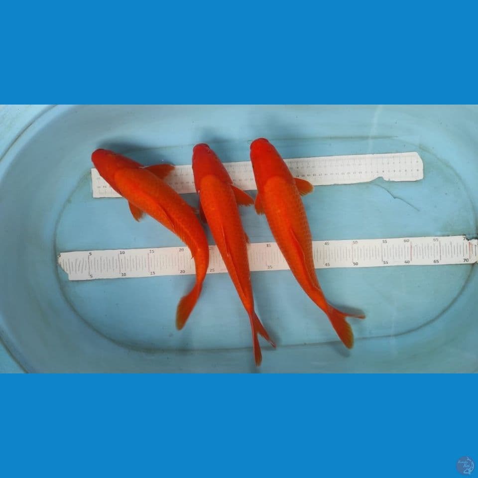 super red 36-38cm 3 ekor