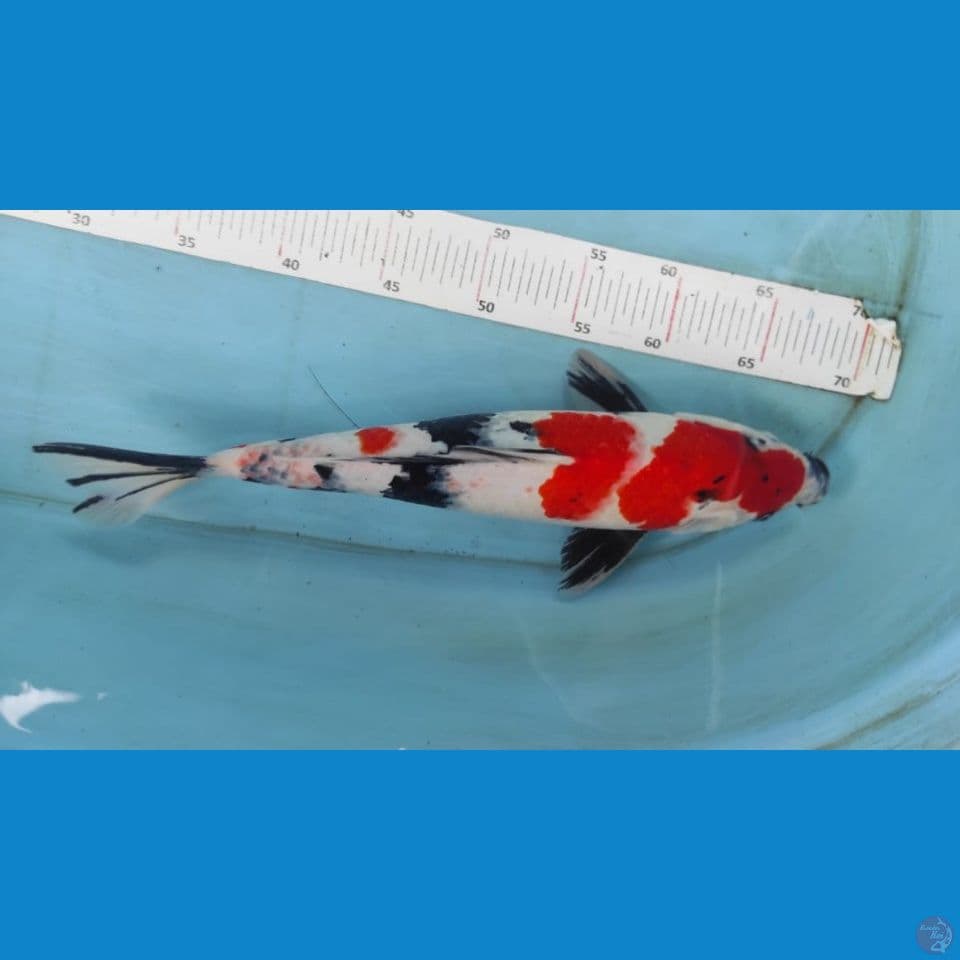 showa 35cm jantan