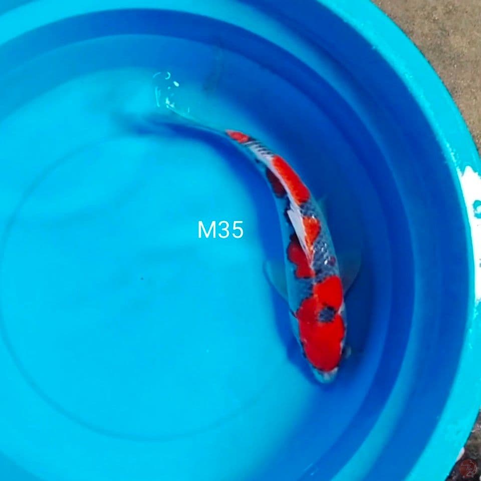 gosiki male 35cm