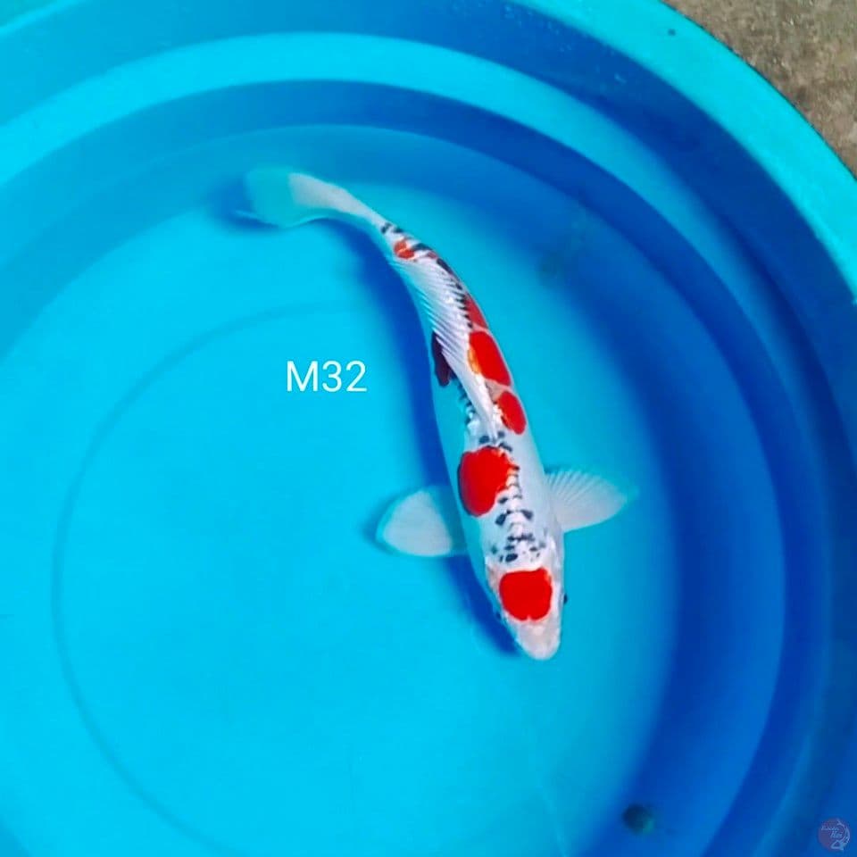 kujaku doit male 32cm