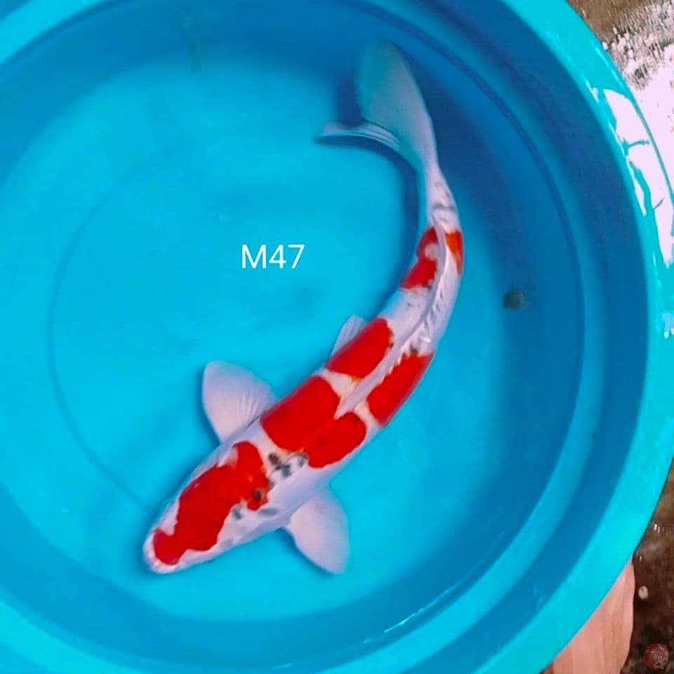 benikiko Male 47cm