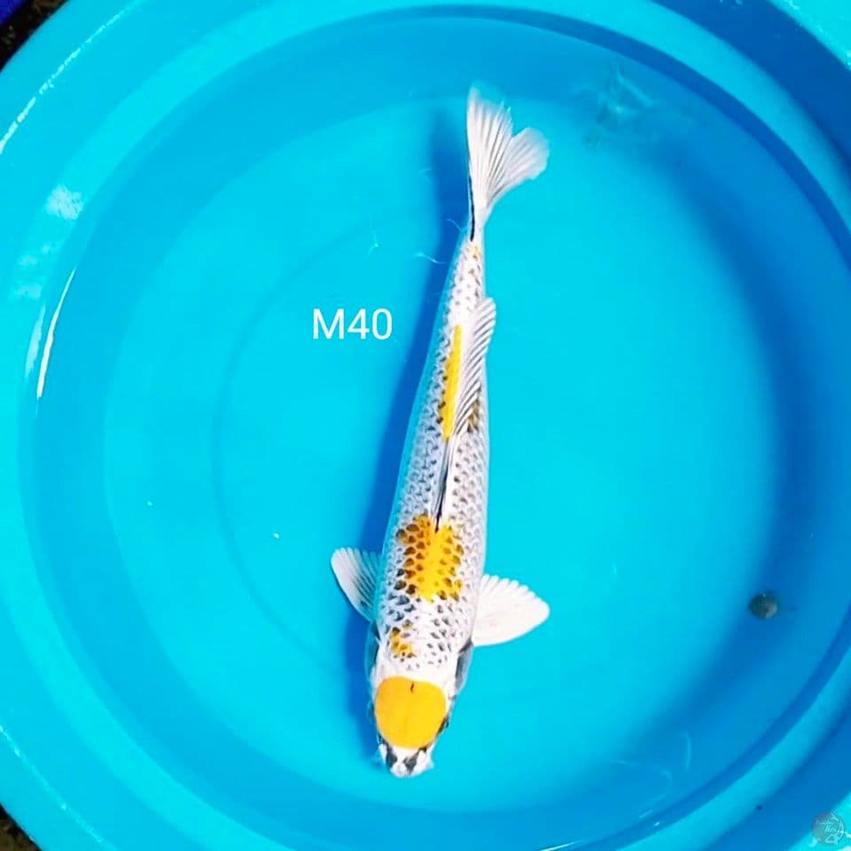 kujaku male 40cm