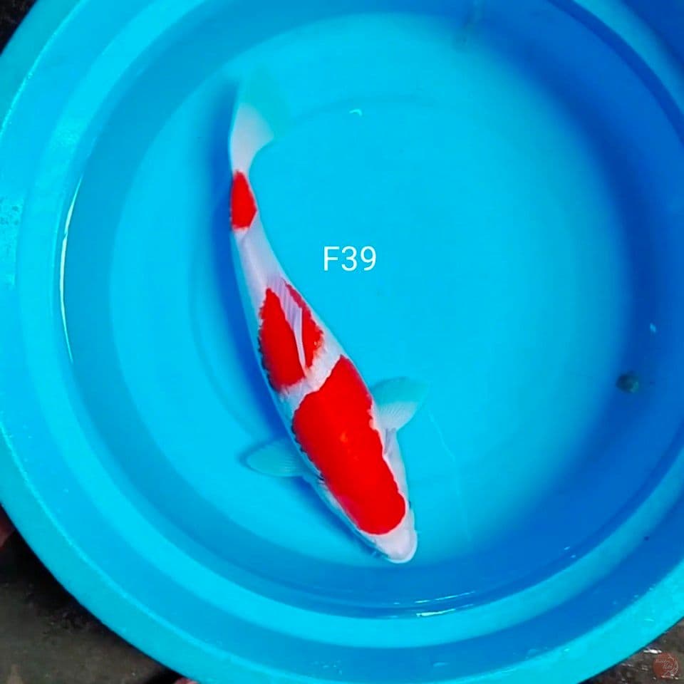 kohaku gemoy 39cm