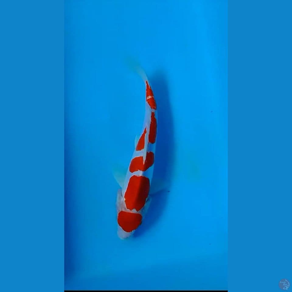 Kohaku Doitshu