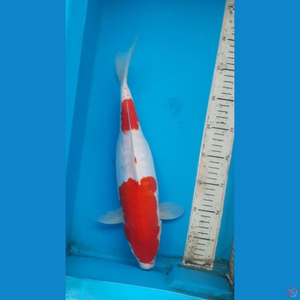 kohaku doits