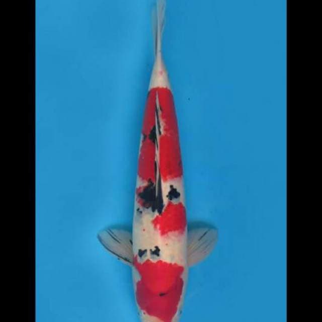 46cm Male - Super Red Sanke F1