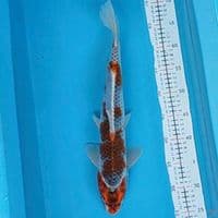 ghosi 44cm M