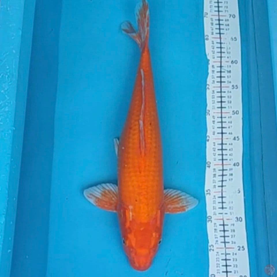 orenji 47cm F