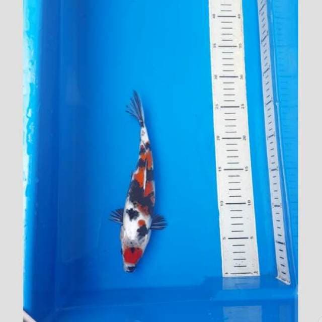 sanke anakan ogata 30cm