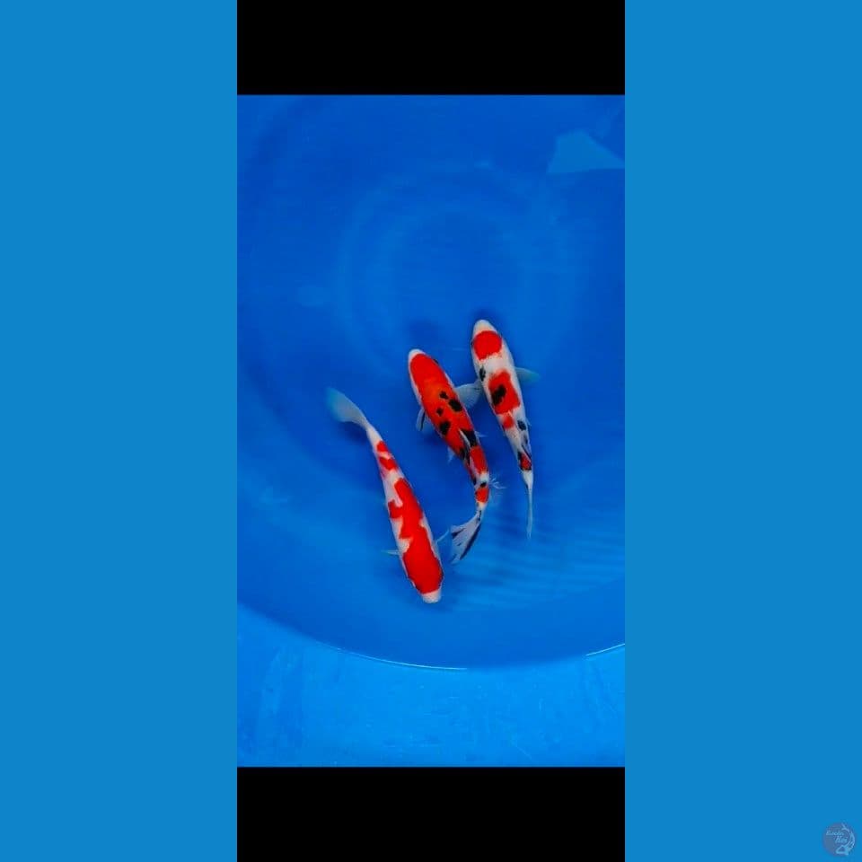 trio mix 22 23cm