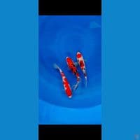 trio mix 22 23cm 