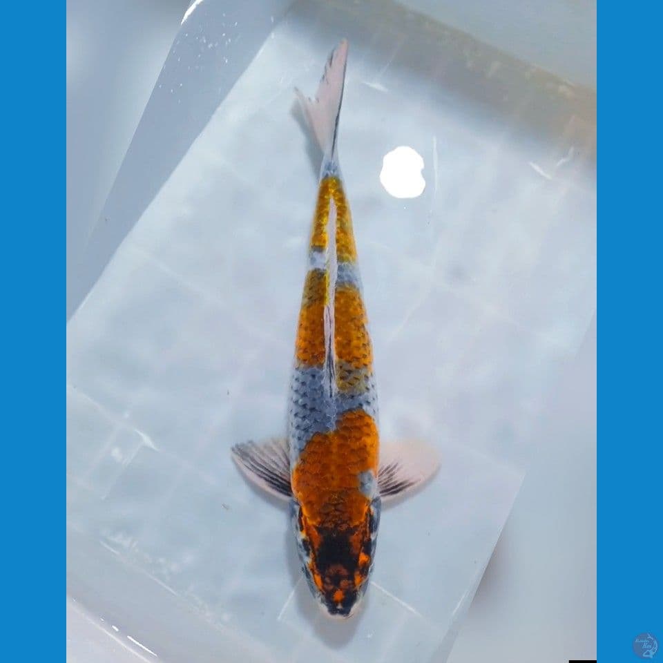 KOGANE OCHIBA 45CM Male