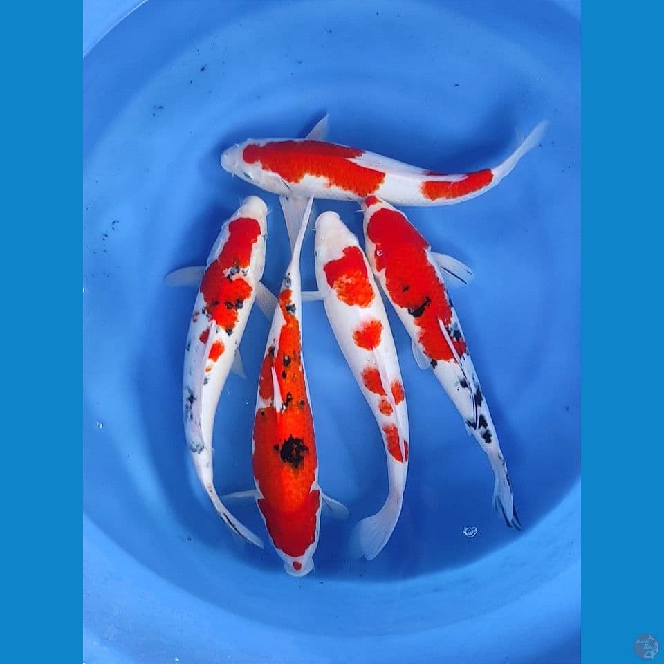 35-37cm