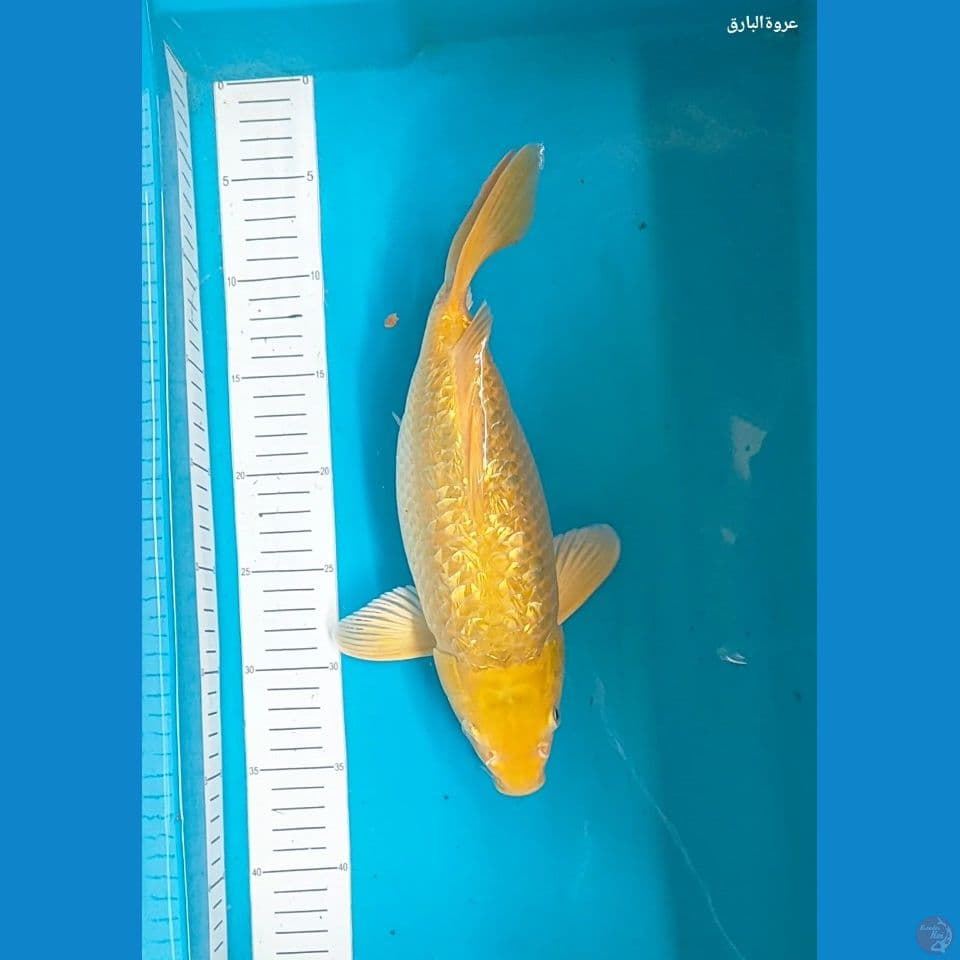 Short Body karasi 31 cm