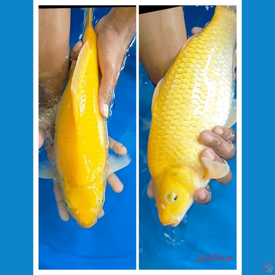 karasi punuk 37 cm