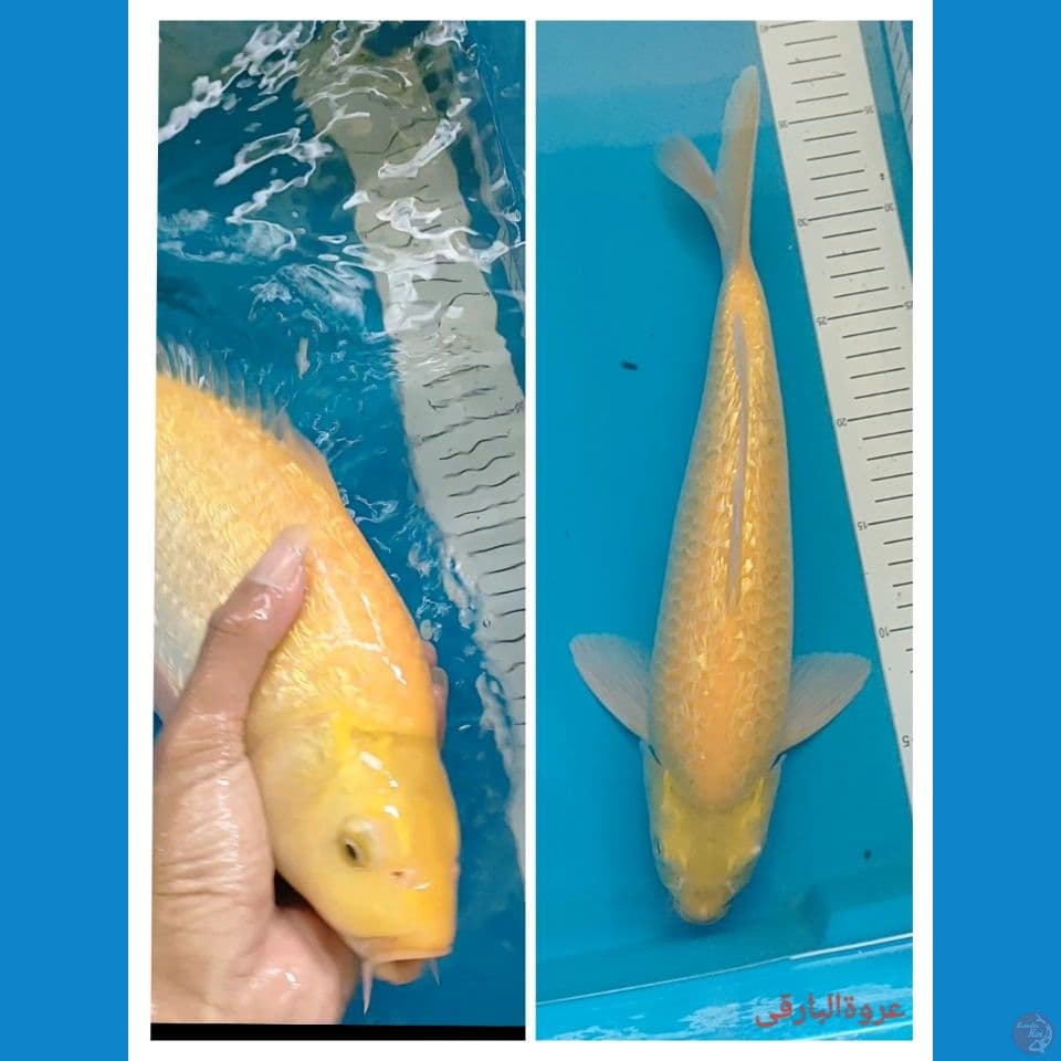karasi gr 37 cm jantan