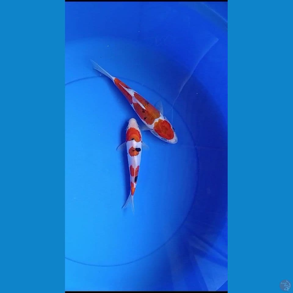 MIX 17-20cm