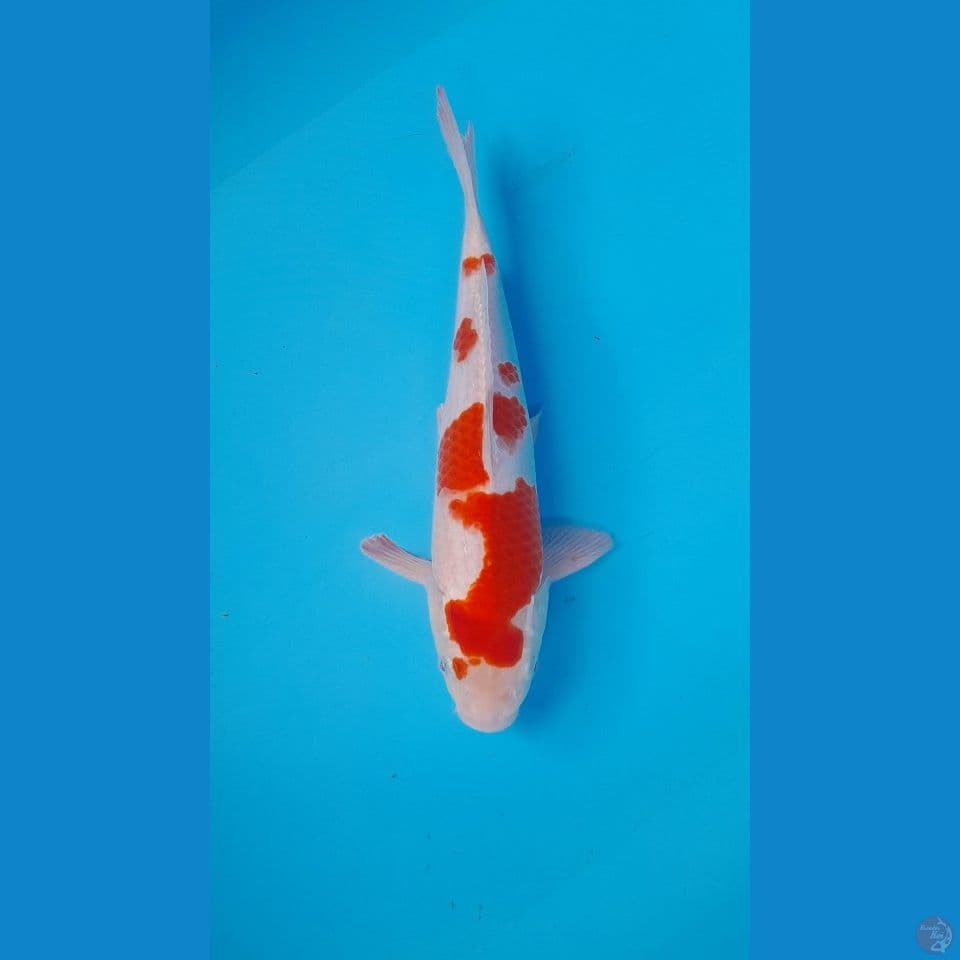 KOHAKU HQ ORIGINAL 29 CM
