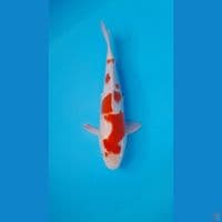 KOHAKU HQ ORIGINAL 29 CM