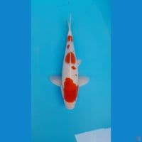 KOHAKU HQ ORIGINAL 34 CM