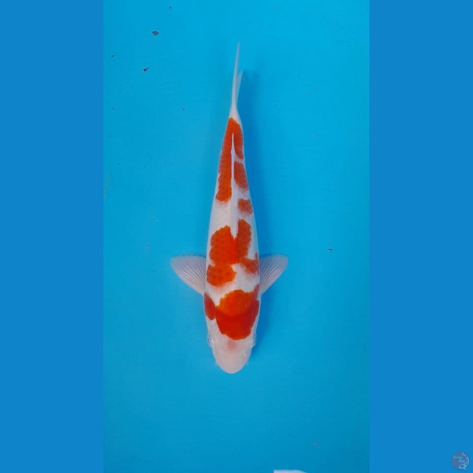 KOHAKU HQ ORIGINAL 32 CM