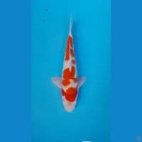KOHAKU HQ ORIGINAL 32 CM