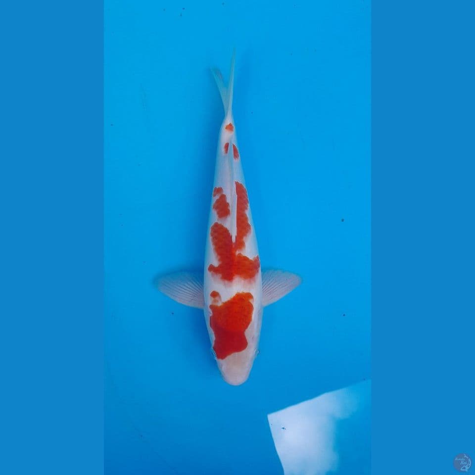 KOHAKU HQ ORIGINAL 32 CM