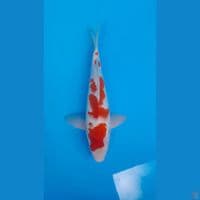 KOHAKU HQ ORIGINAL 32 CM