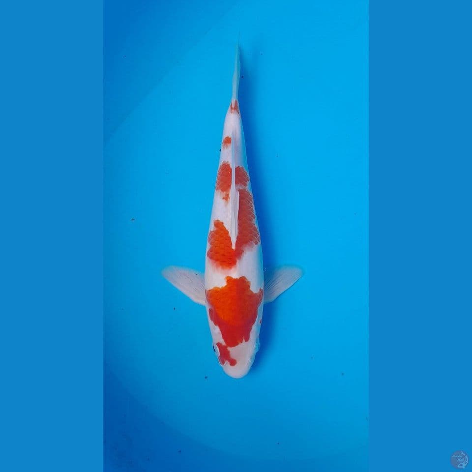 KOHAKU HQ ORIGINAL 29 CM