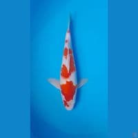KOHAKU HQ ORIGINAL 29 CM
