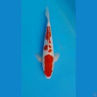 KOHAKU ORIGINAL 33 CM