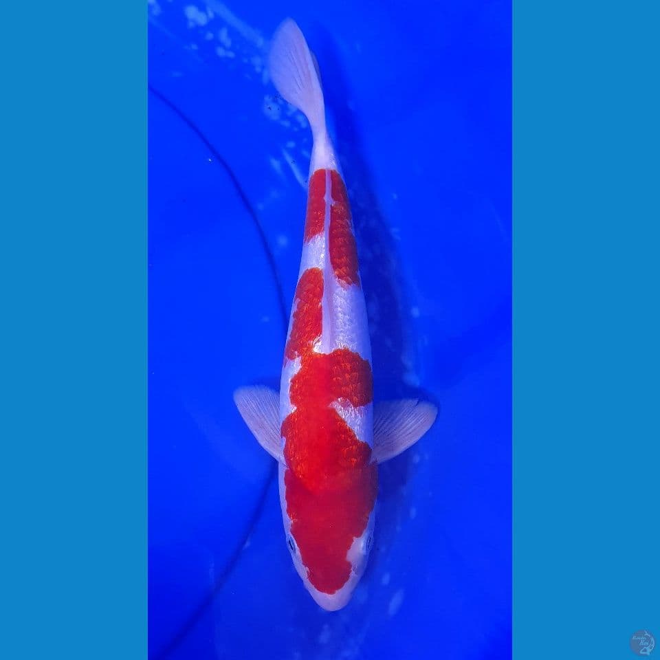 KOHAKU GINRIN