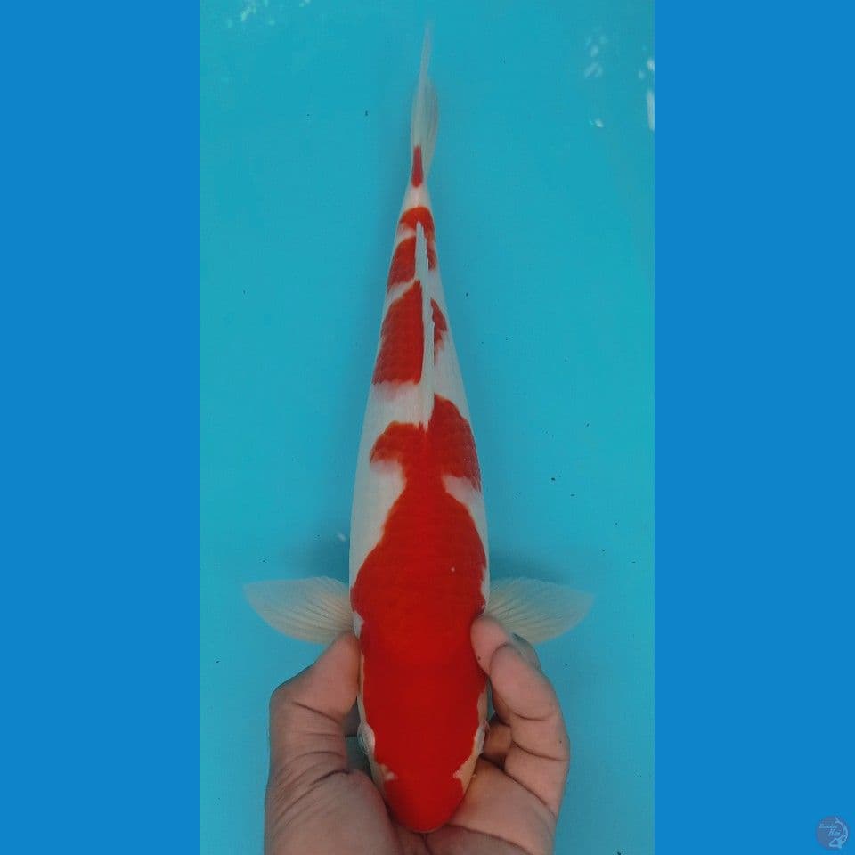 kohaku 35