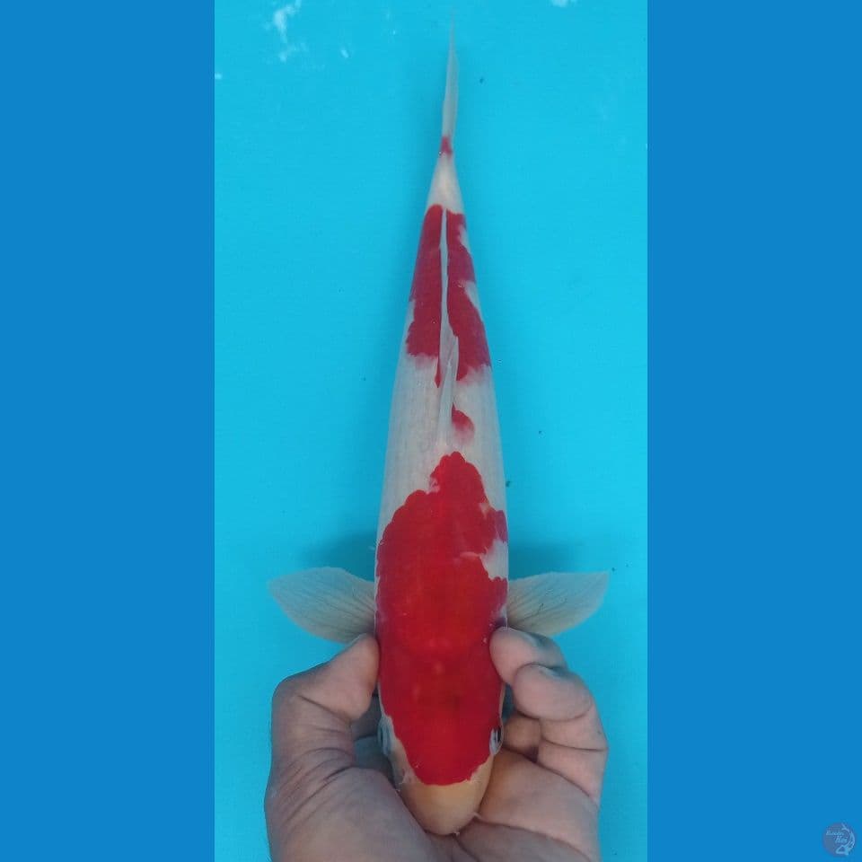 kohaku 35