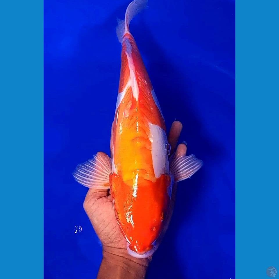 38 cm jumbo munuk doitsu kohaku fm