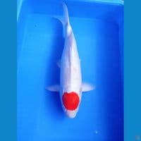 50bu original tancho bulki