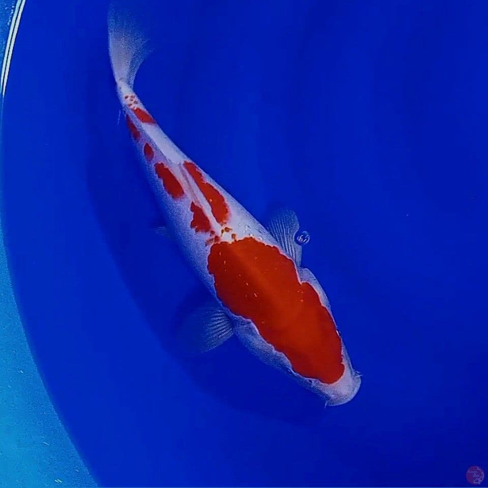 32 cm red strong kohaku